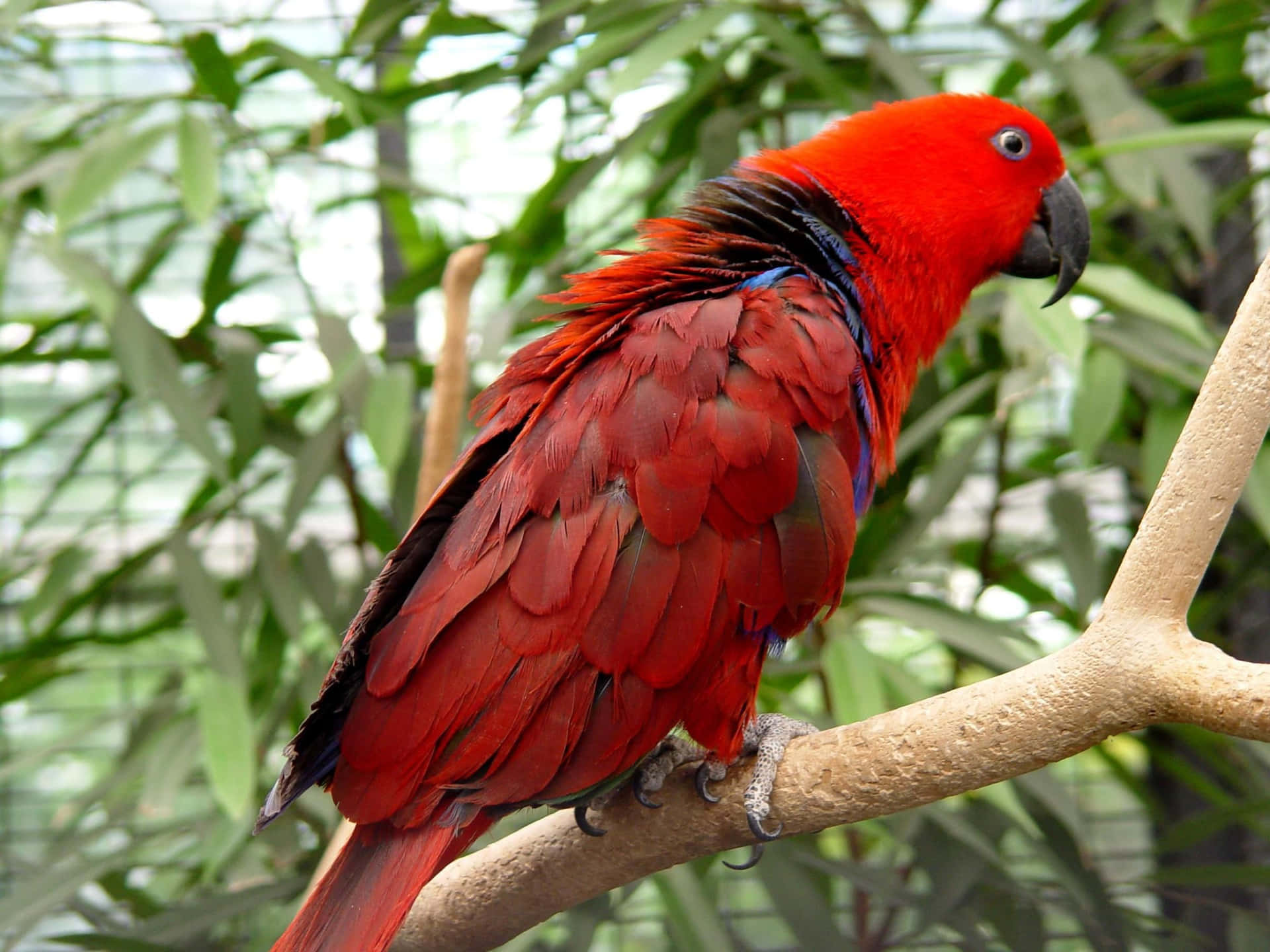 A colorful parrot perched in a verdant landscape