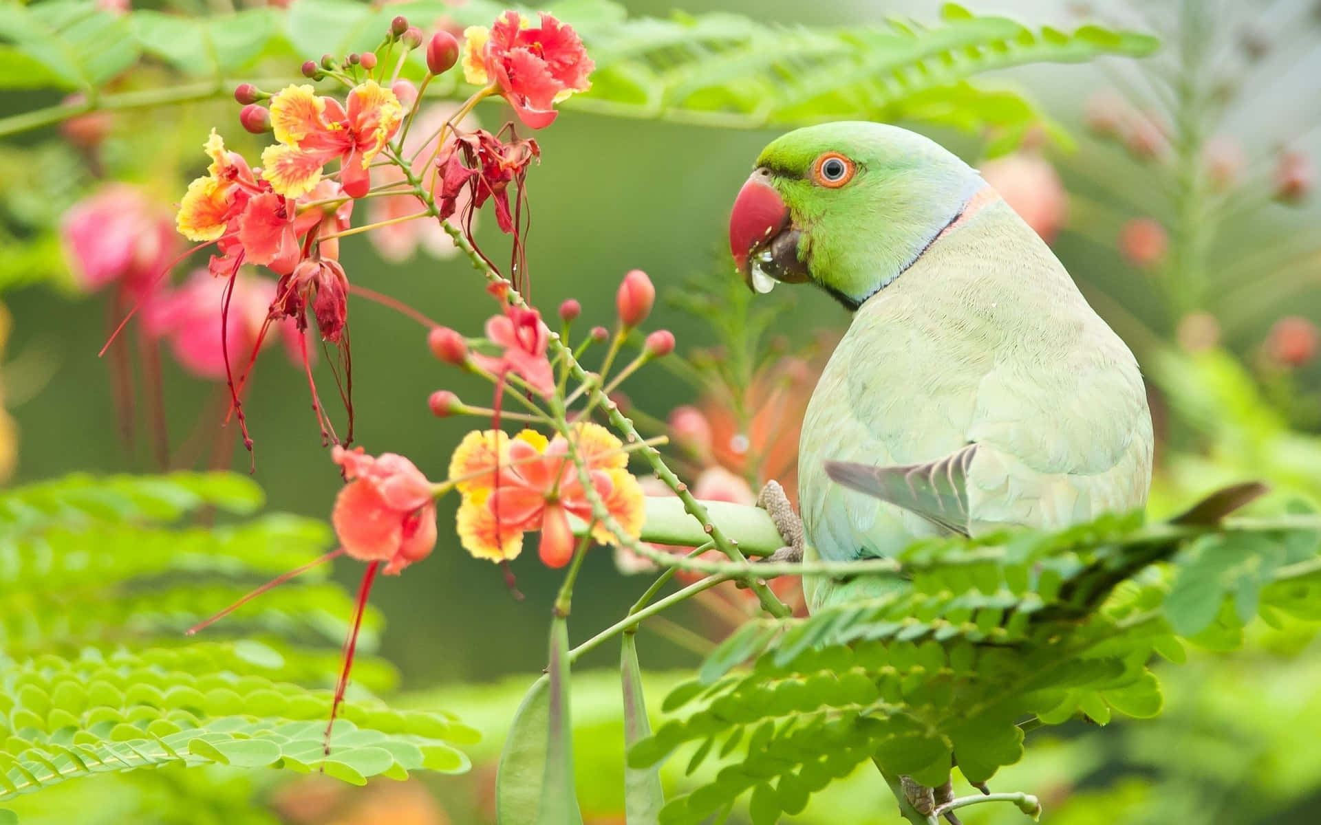 Lysefarvede Papegøjer I Naturligt Habitat