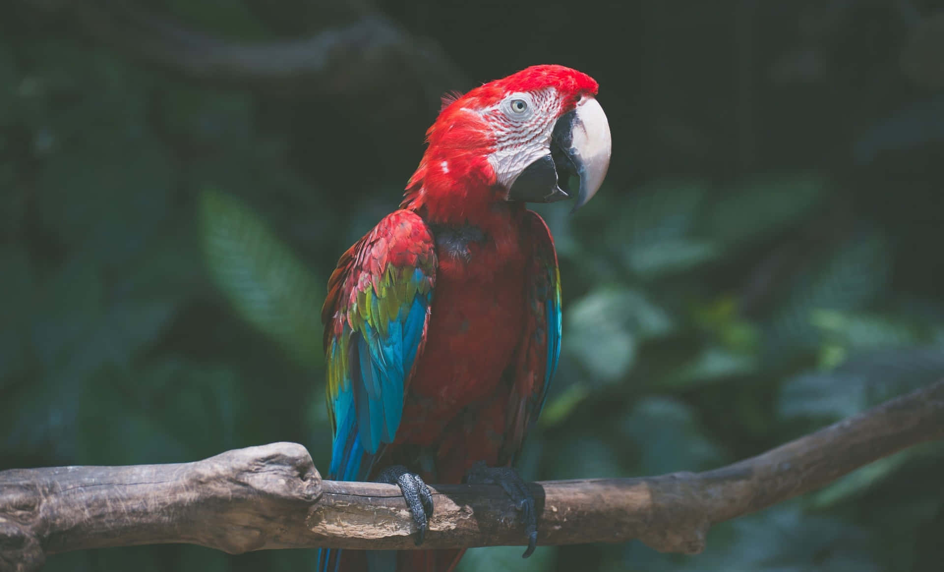 Colorful parrot perched on a branch