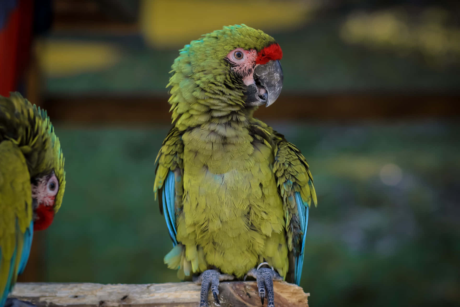 Enfärgglad Papegoja Som Sitter På En Gren
