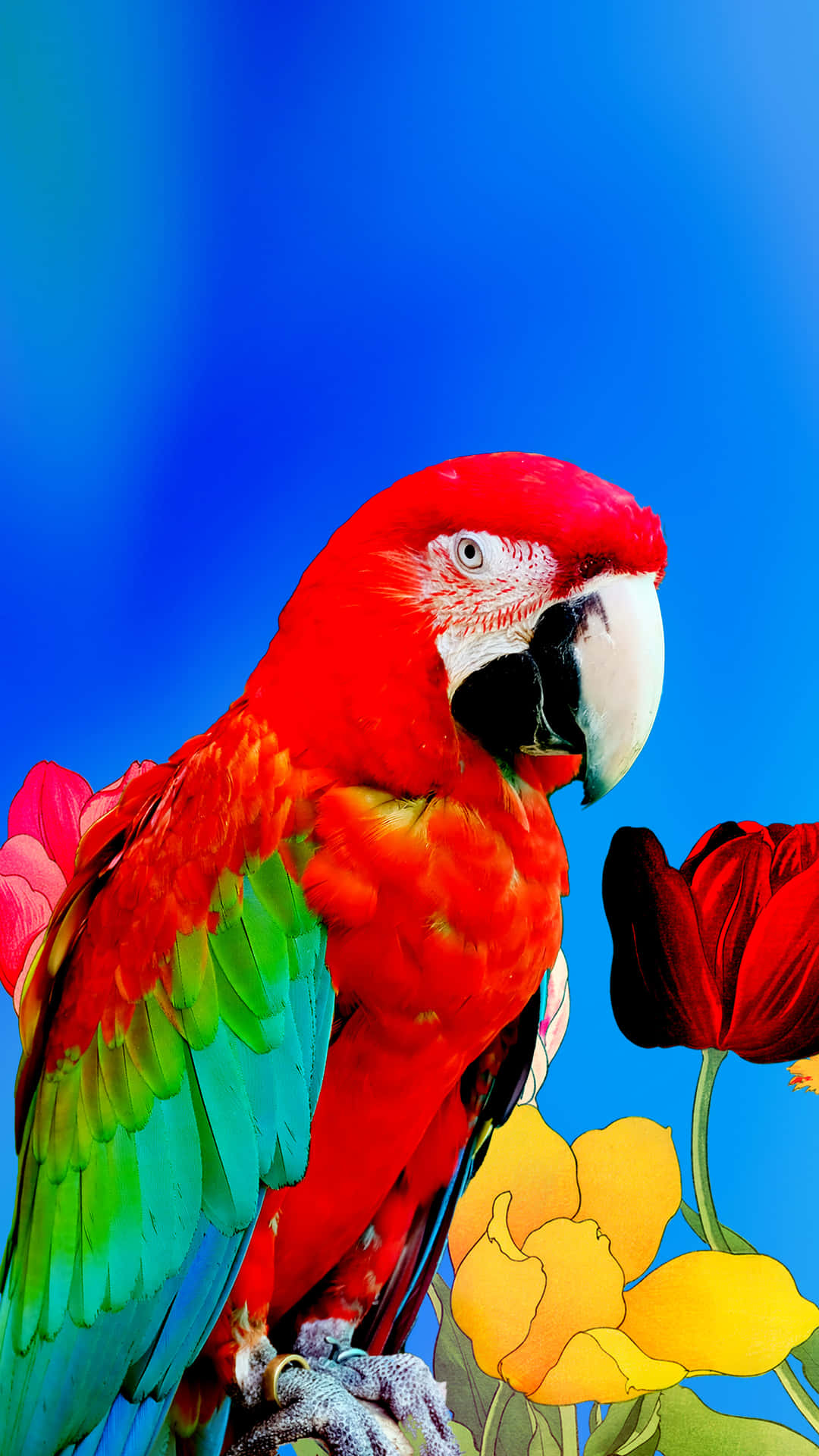 Parrot iPhone parrot os mobile HD phone wallpaper  Pxfuel