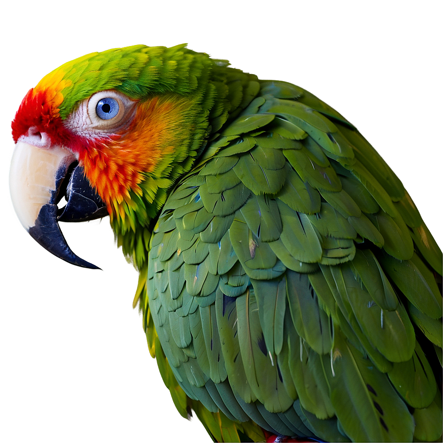 Parrot Beak Close-up Png 05242024 PNG