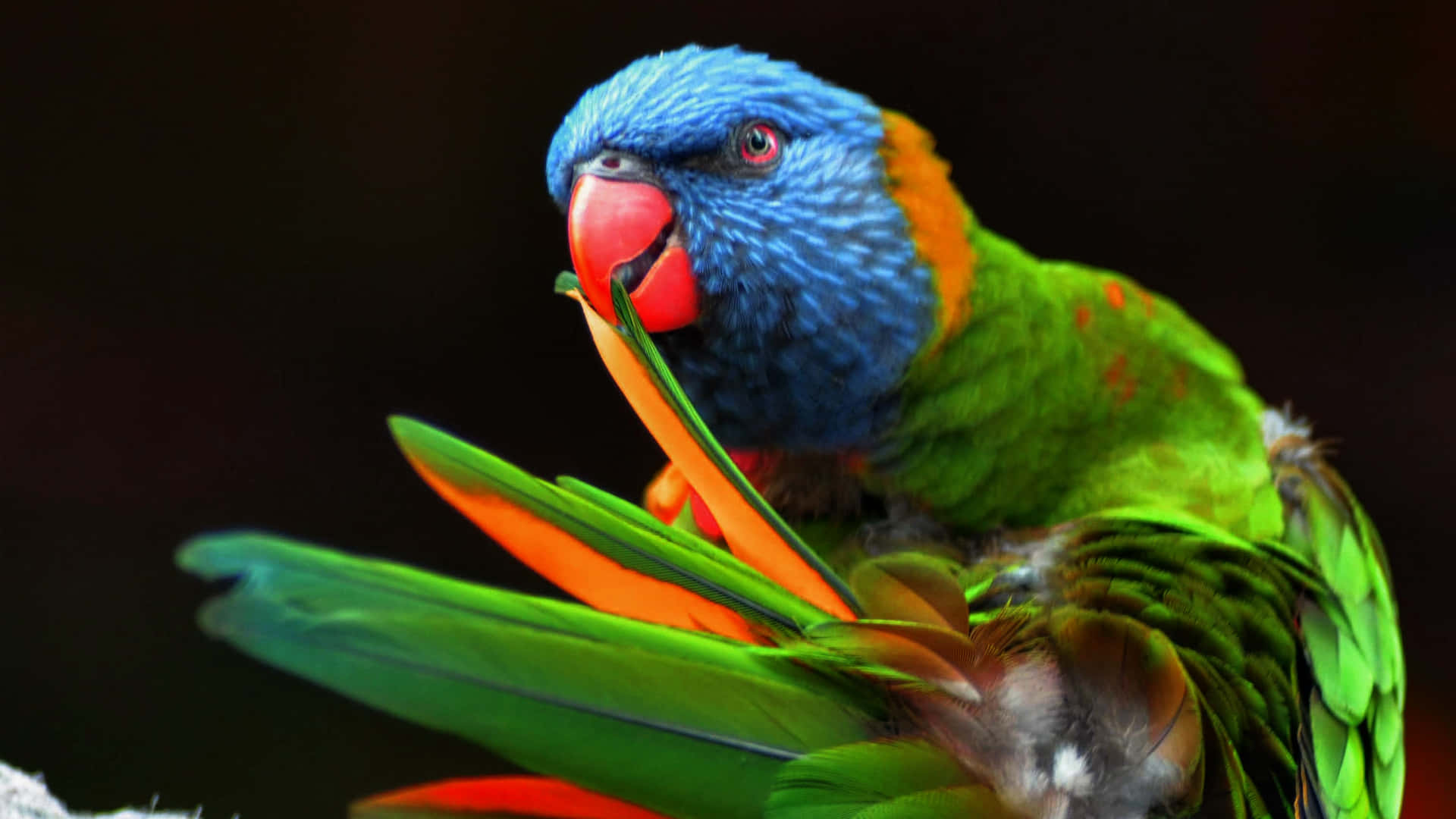 Parrot Cleaning Feathers Wallpaper