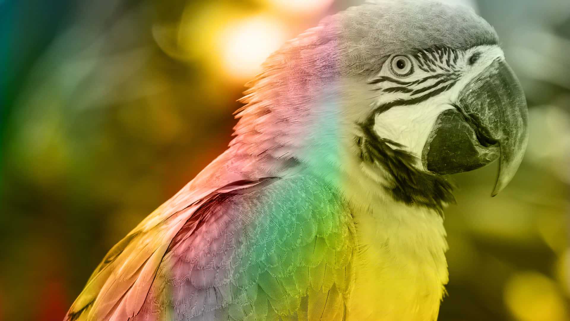 Parrot Color Filters Wallpaper