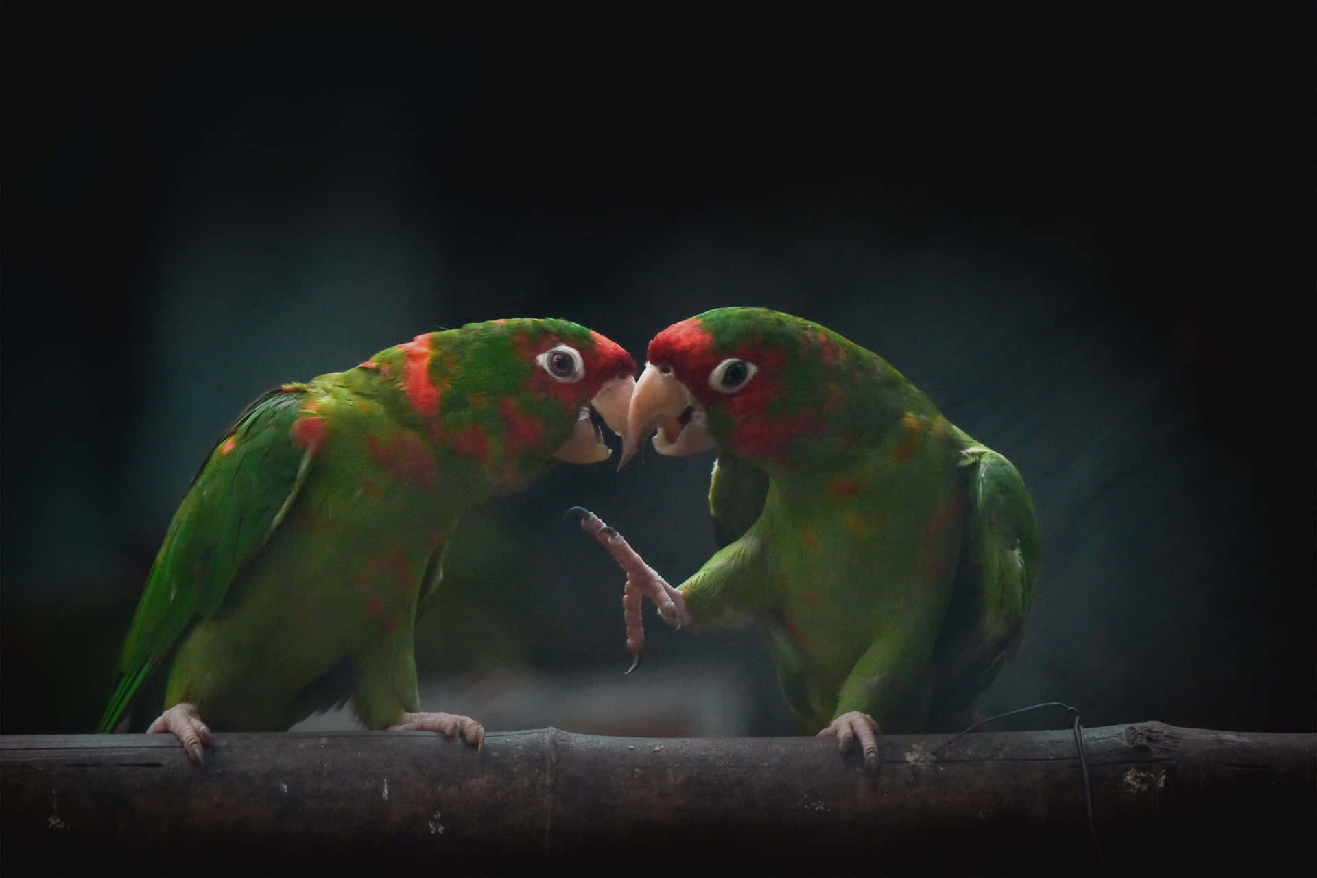 Parrot_ Conversation_ Moment.jpg Wallpaper