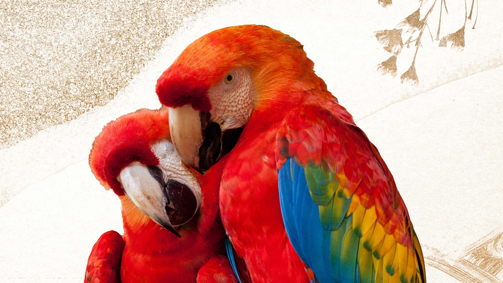 Parrot Cuddle Wallpaper