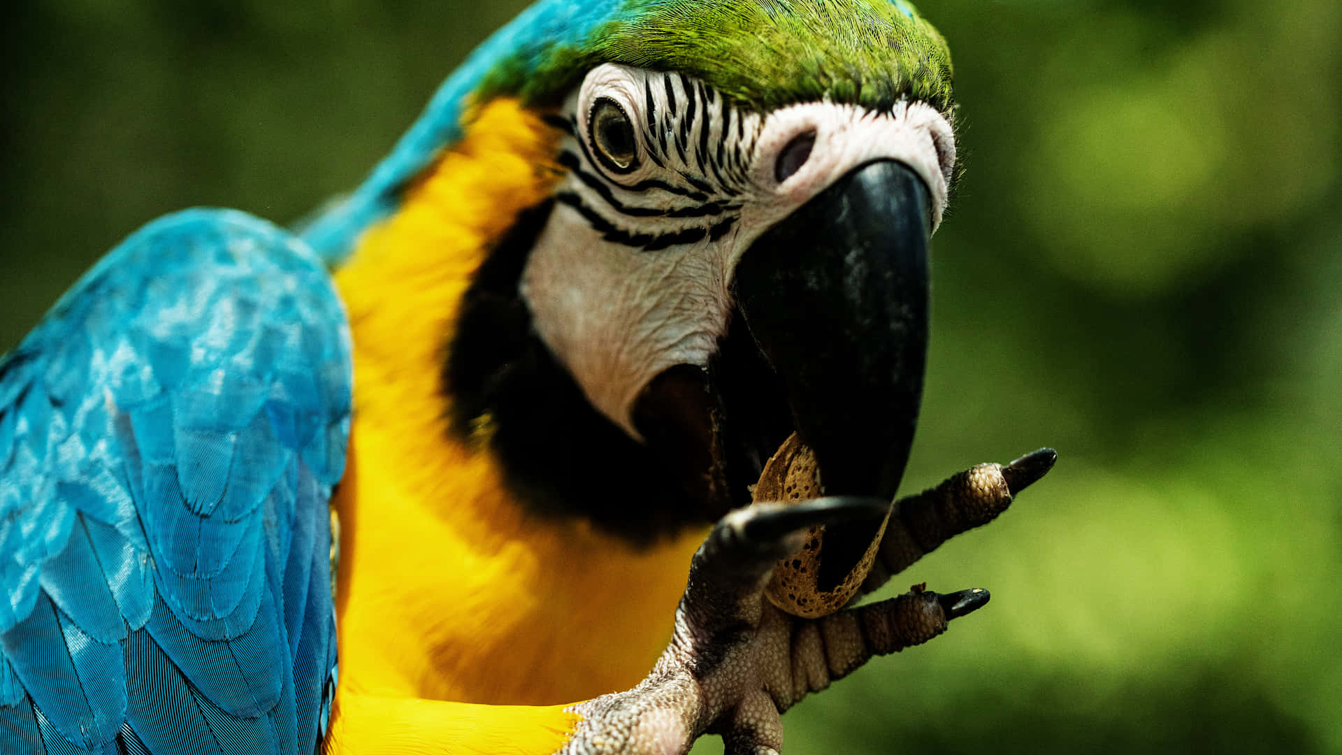 Parrot Eating A Nut Wallpaper