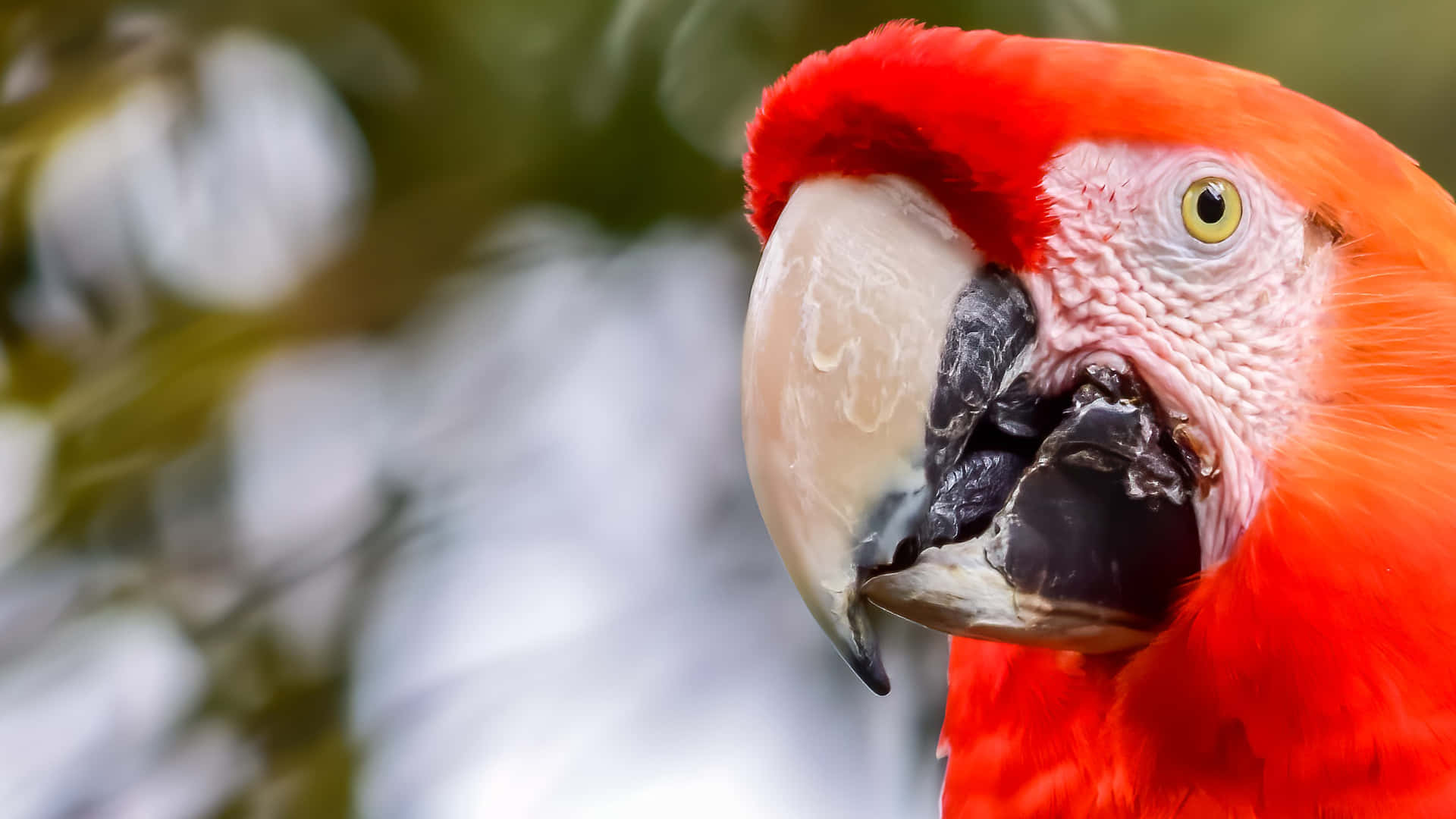 Parrot Head Close-up Wallpaper