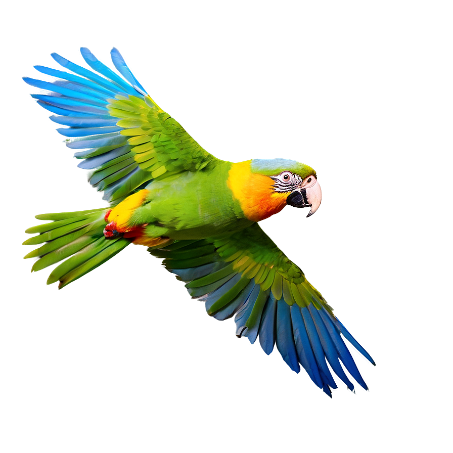 Parrot In Flight Png 65 PNG