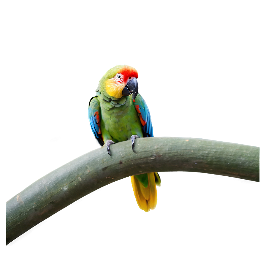 Parrot In Jungle Png 05242024 PNG