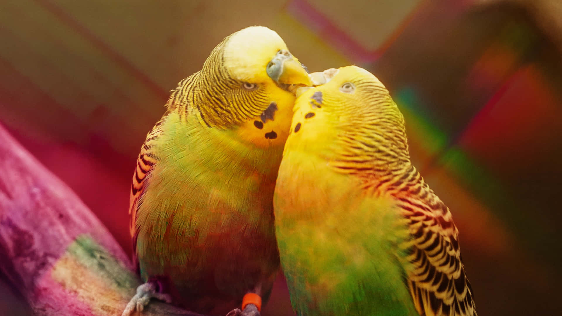 Parrot Kiss Wallpaper
