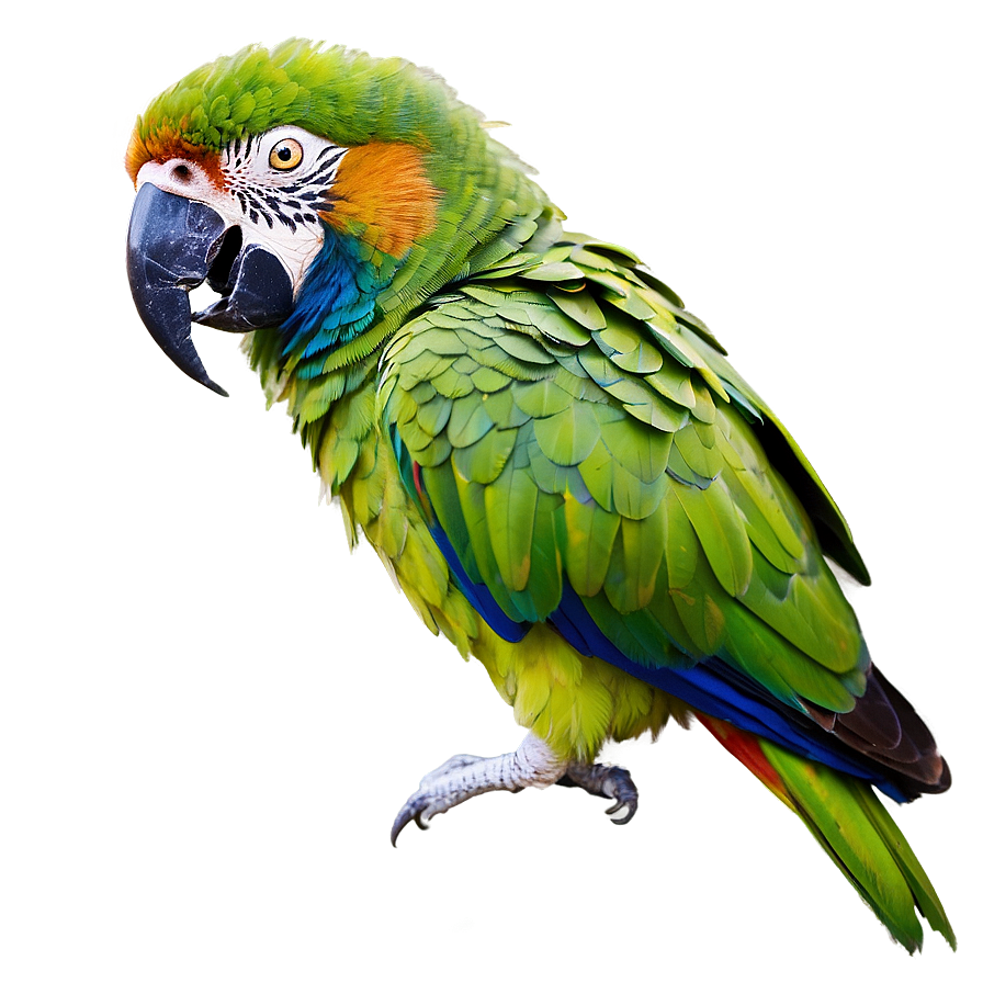 Download Parrot Mimicry Png 98 | Wallpapers.com