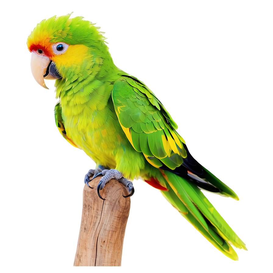 Parrot Mimicry Png 99 PNG