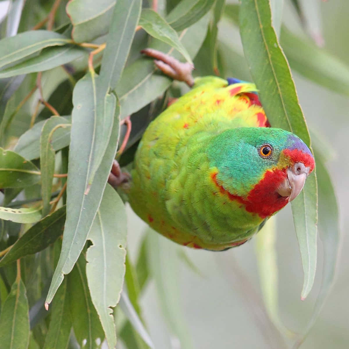 "This beautiful parrot is ignoring all the attention."