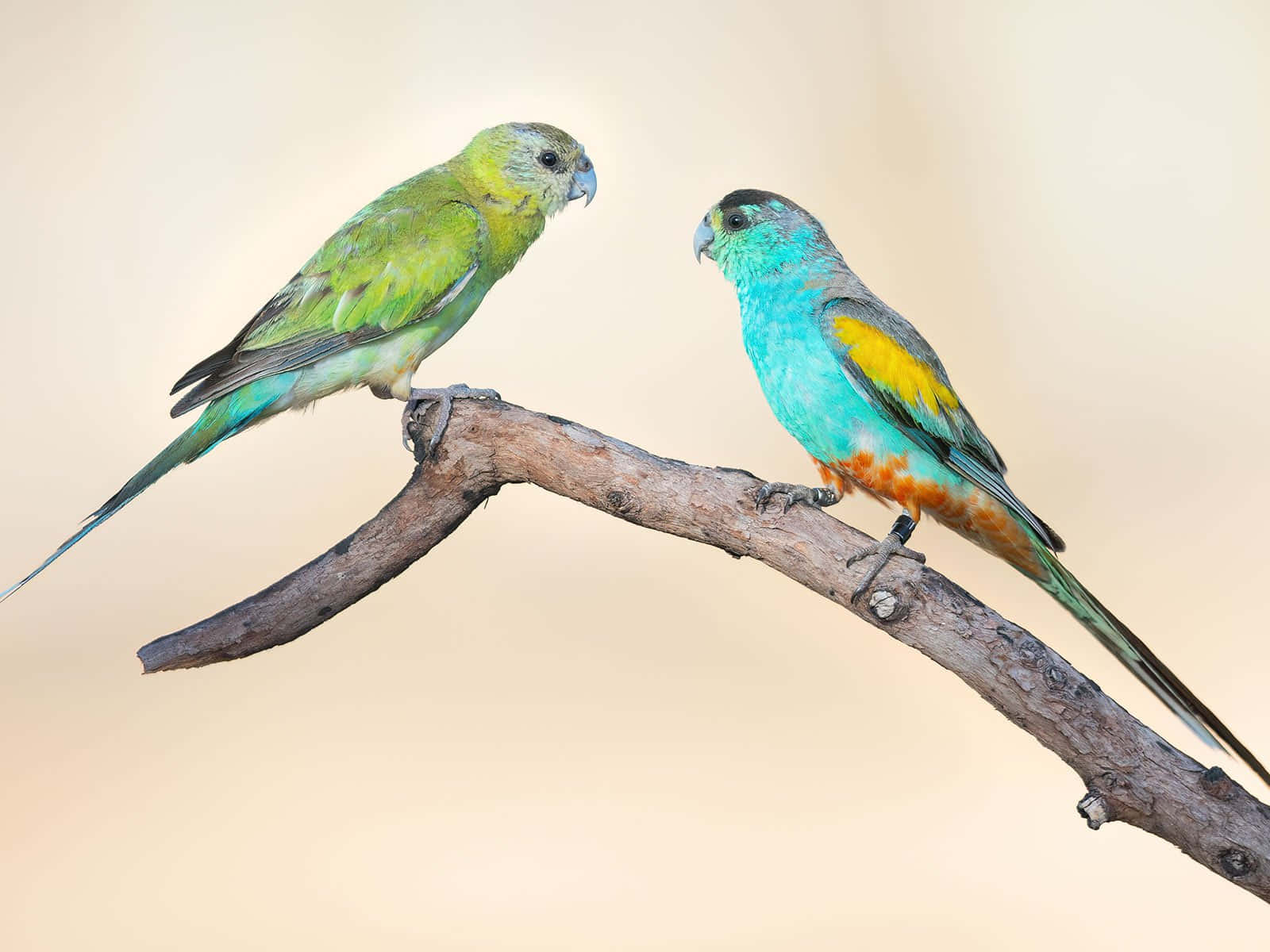Two Parrots Sitting On A Branch