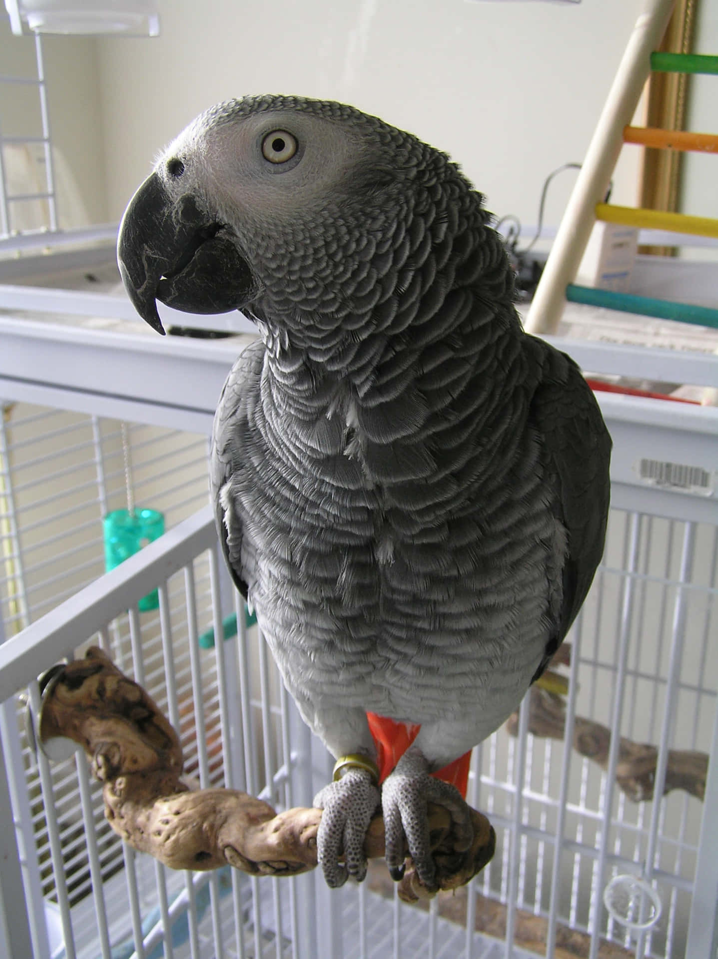 Eingrauer Papagei In Einem Käfig.
