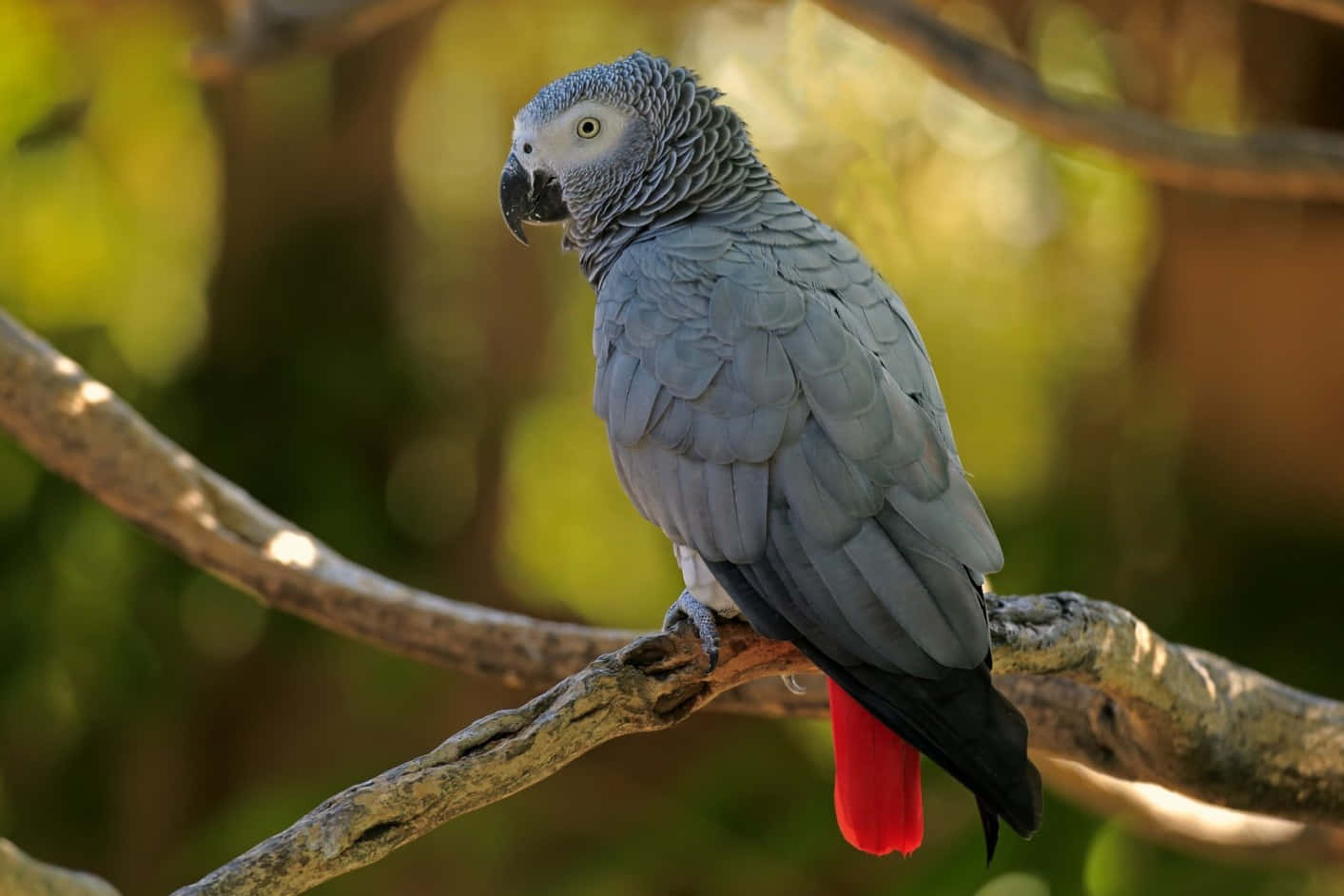 A colorful parrot perched on a branch.