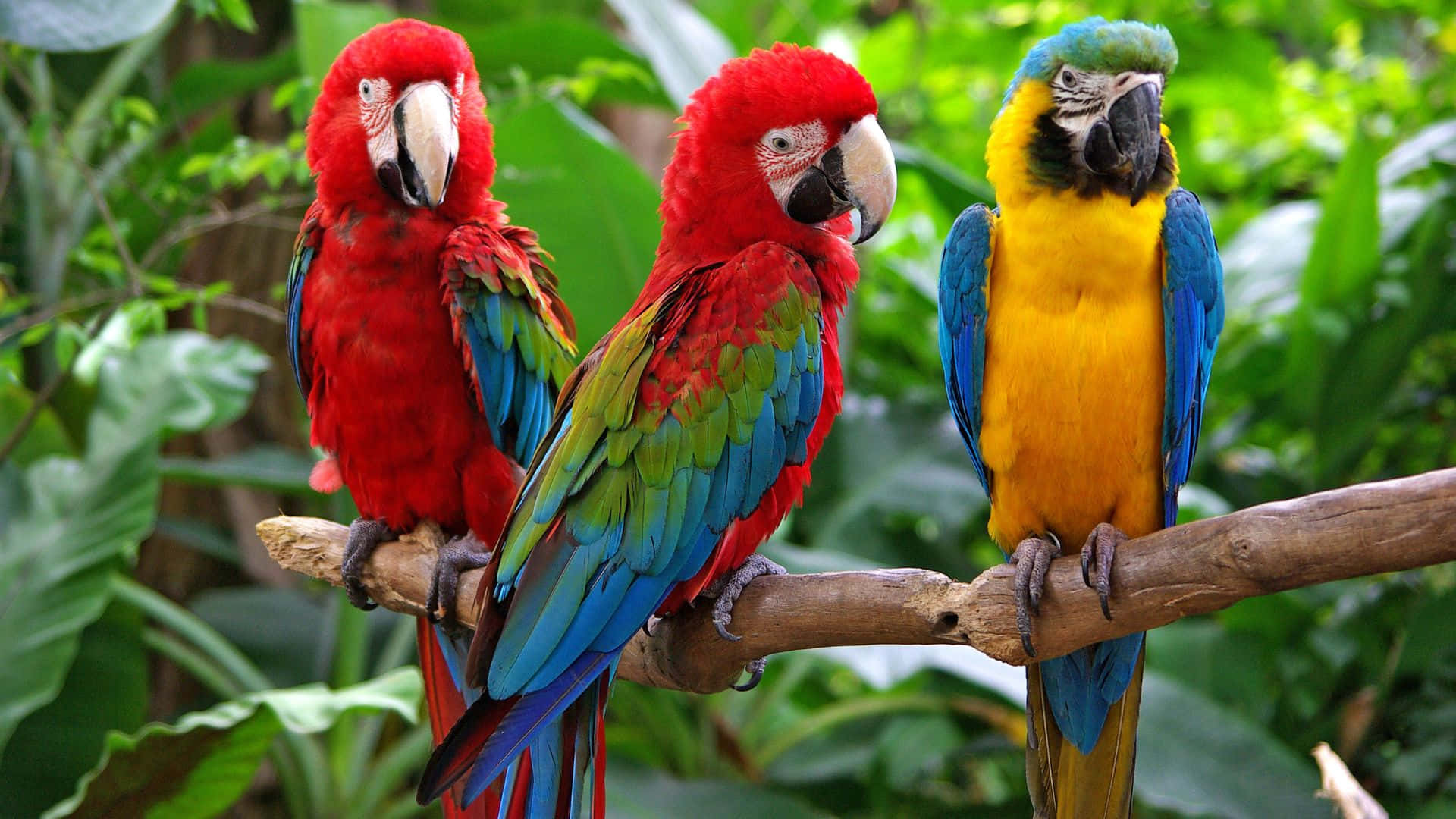Three Colorful Parrots Sitting On A Branch