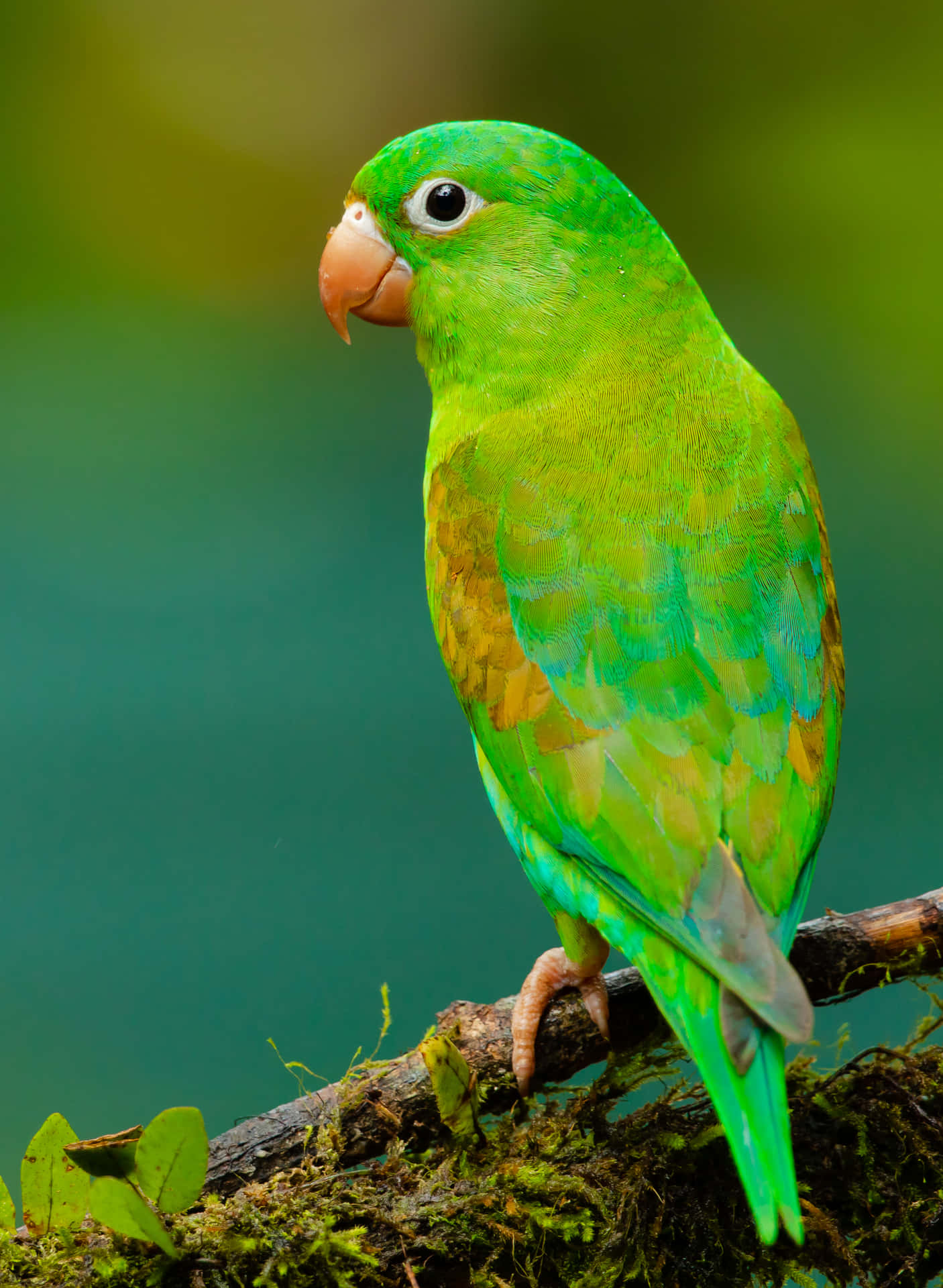 A colorful parrot perched atop a tree