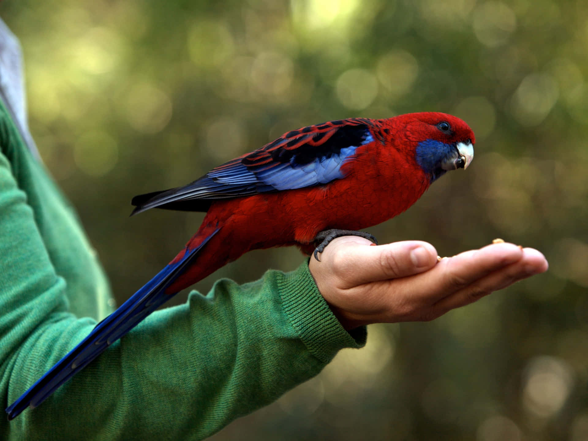 Eineleganter Grüner Papagei Präsentiert Stolz Seine Bunten Federn