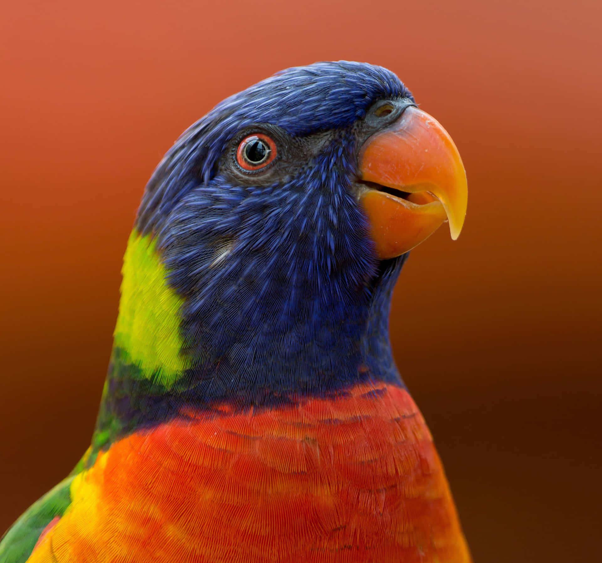 A colorful parrot sits atop a branch in the jungle.