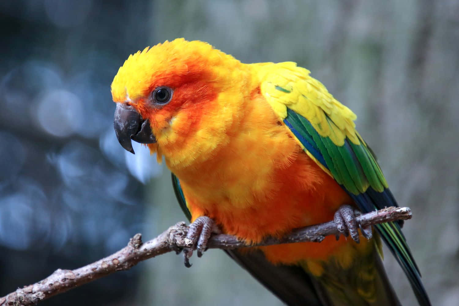 "A Loveable Macaw Parrot Visiting His Home Sweet Home"