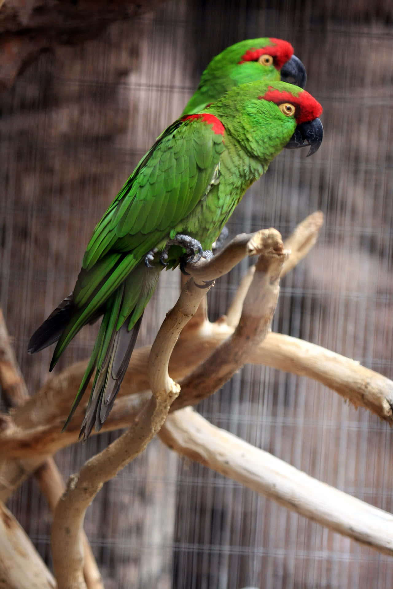 Dieatemberaubende Schönheit Eines Papageis Bewundernd