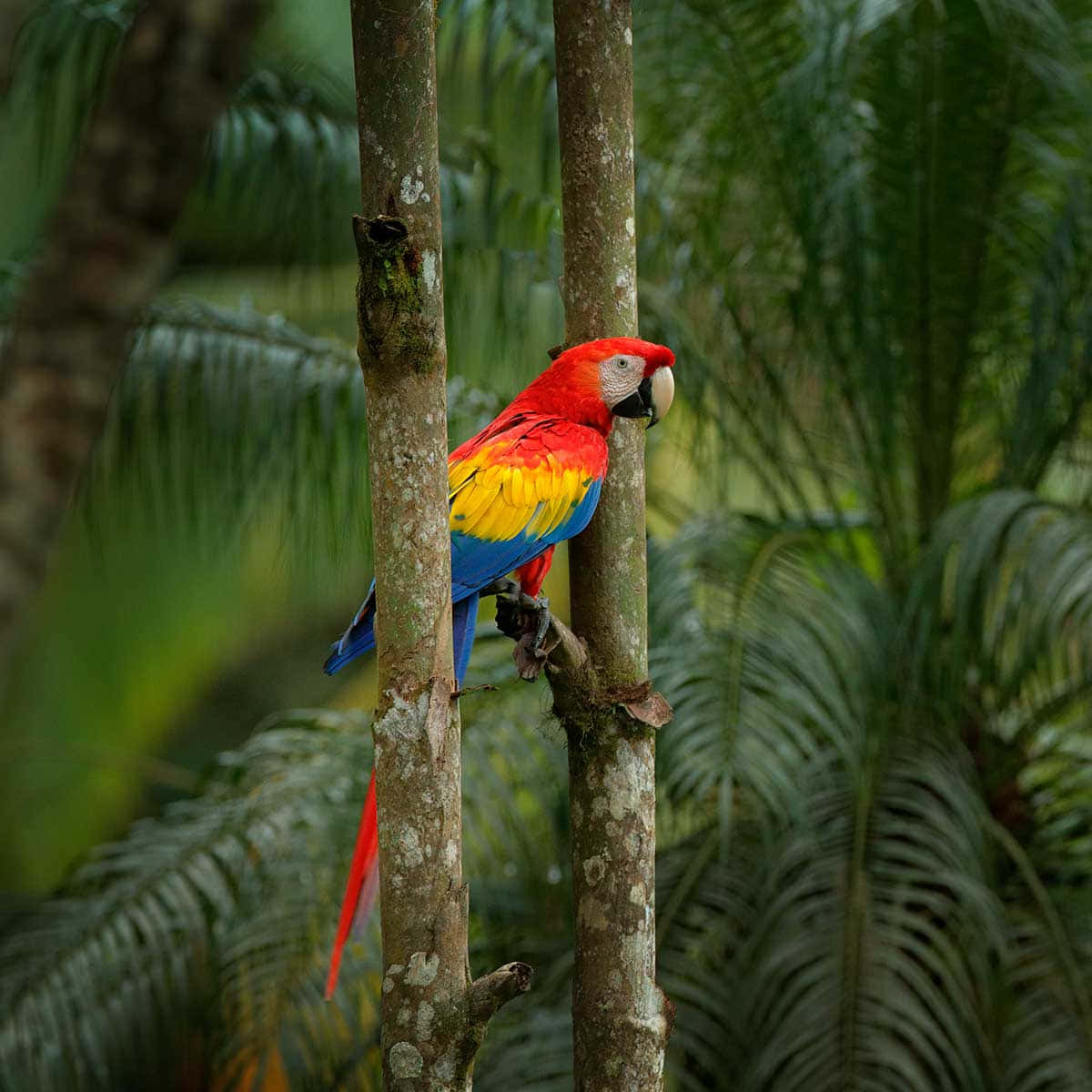 "A beautiful parrot taking flight in a jungle oasis"