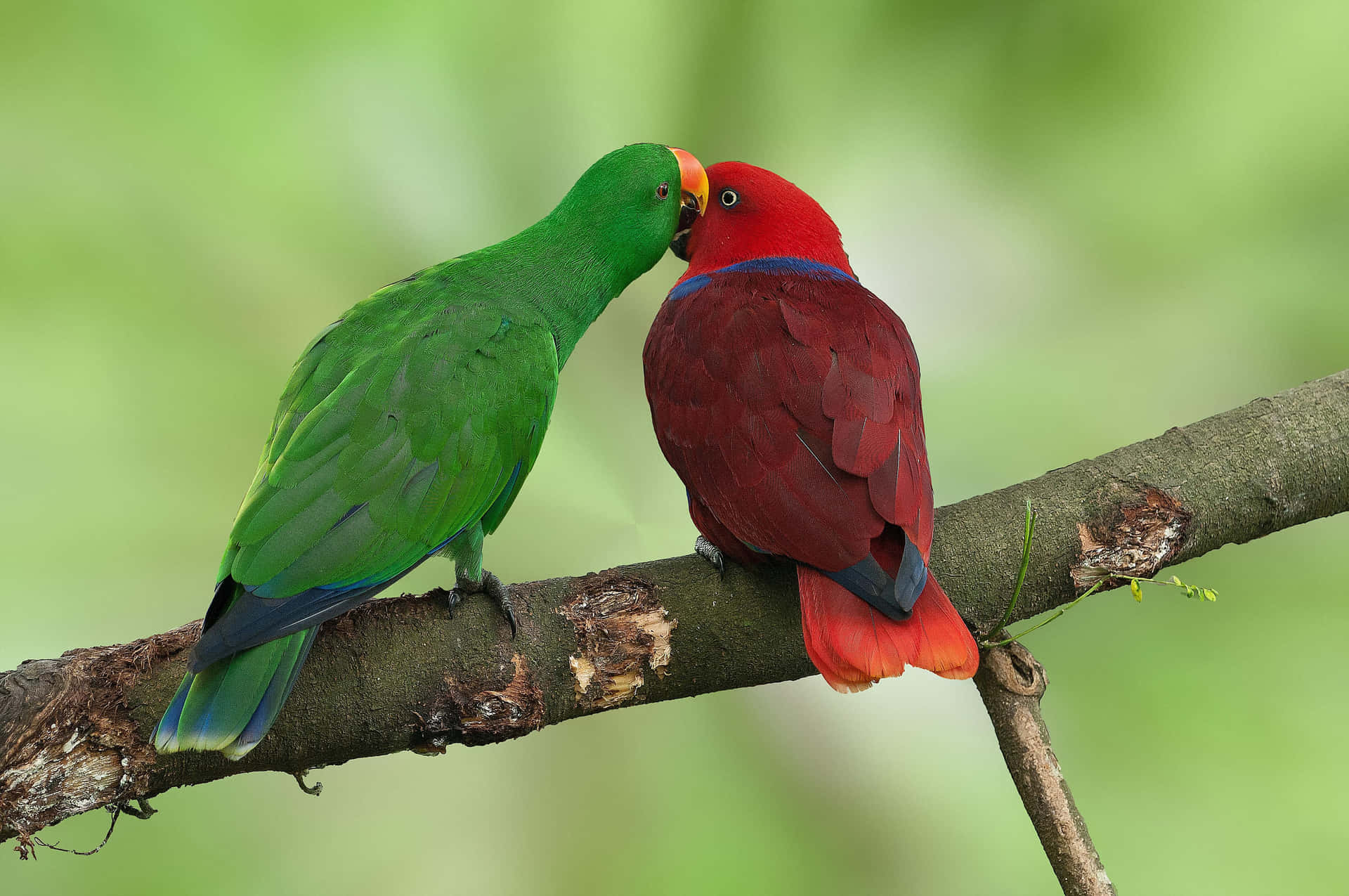 A colorful parrot perched on a branch
