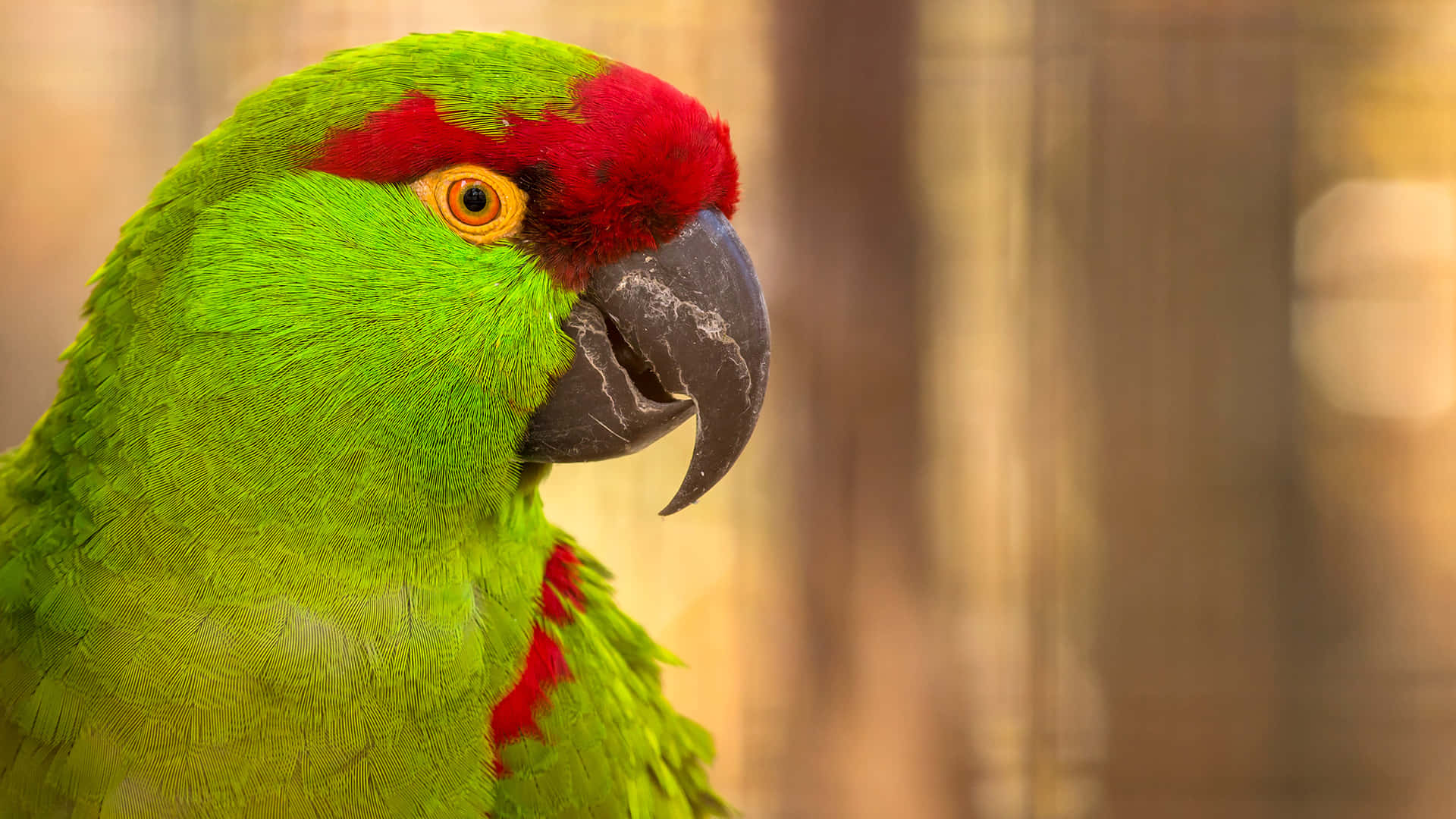 Perched brightly against a blue sky, this parrot is a sight to behold!