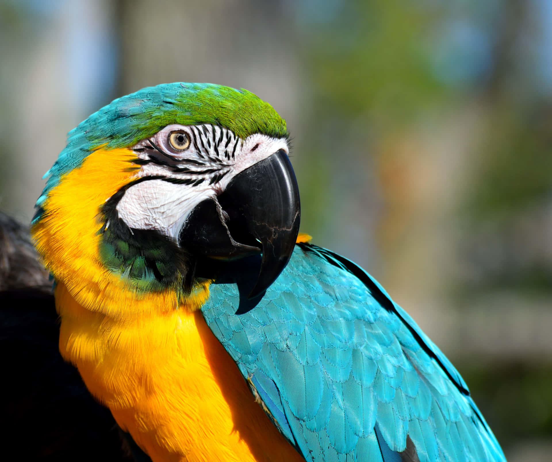 Majestic Blue and Yellow Macaw