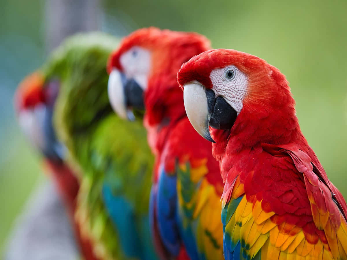 Enfarverig Papegøje Siddende I Sit Naturlige Habitat.