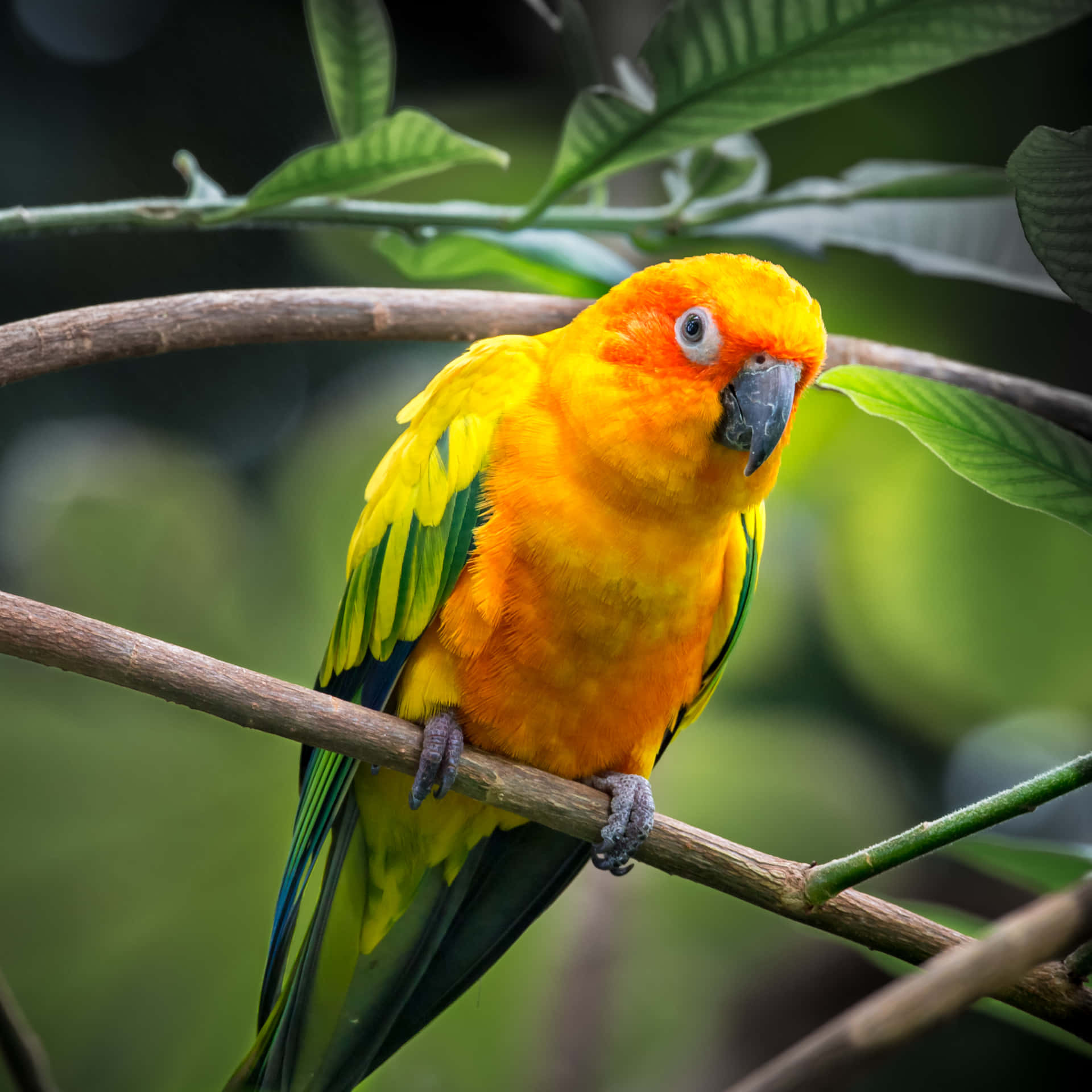 A Yellow And Green Parrot Sitting On A Branch