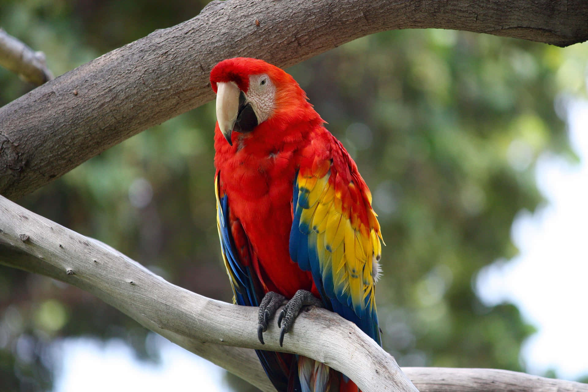 Einneugieriger Papagei Sitzt Auf Einem Ast In Seiner Natürlichen Umgebung.
