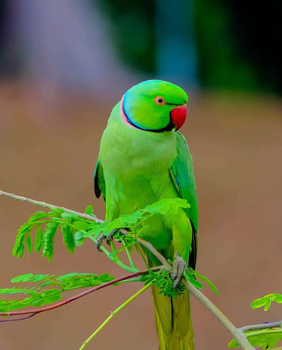 Einbunter Papagei Auf Einem Baumzweig Sitzend