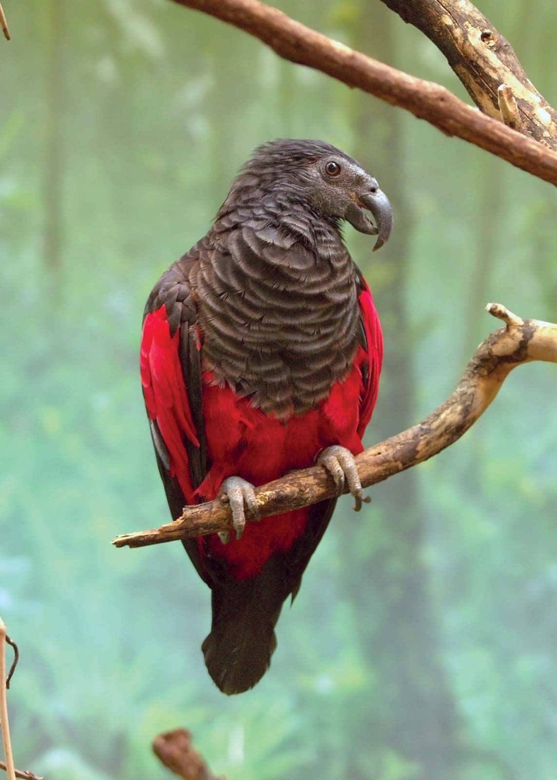Einatemberaubend Farbenfroher Papagei, Der In Der Sonne Badet.