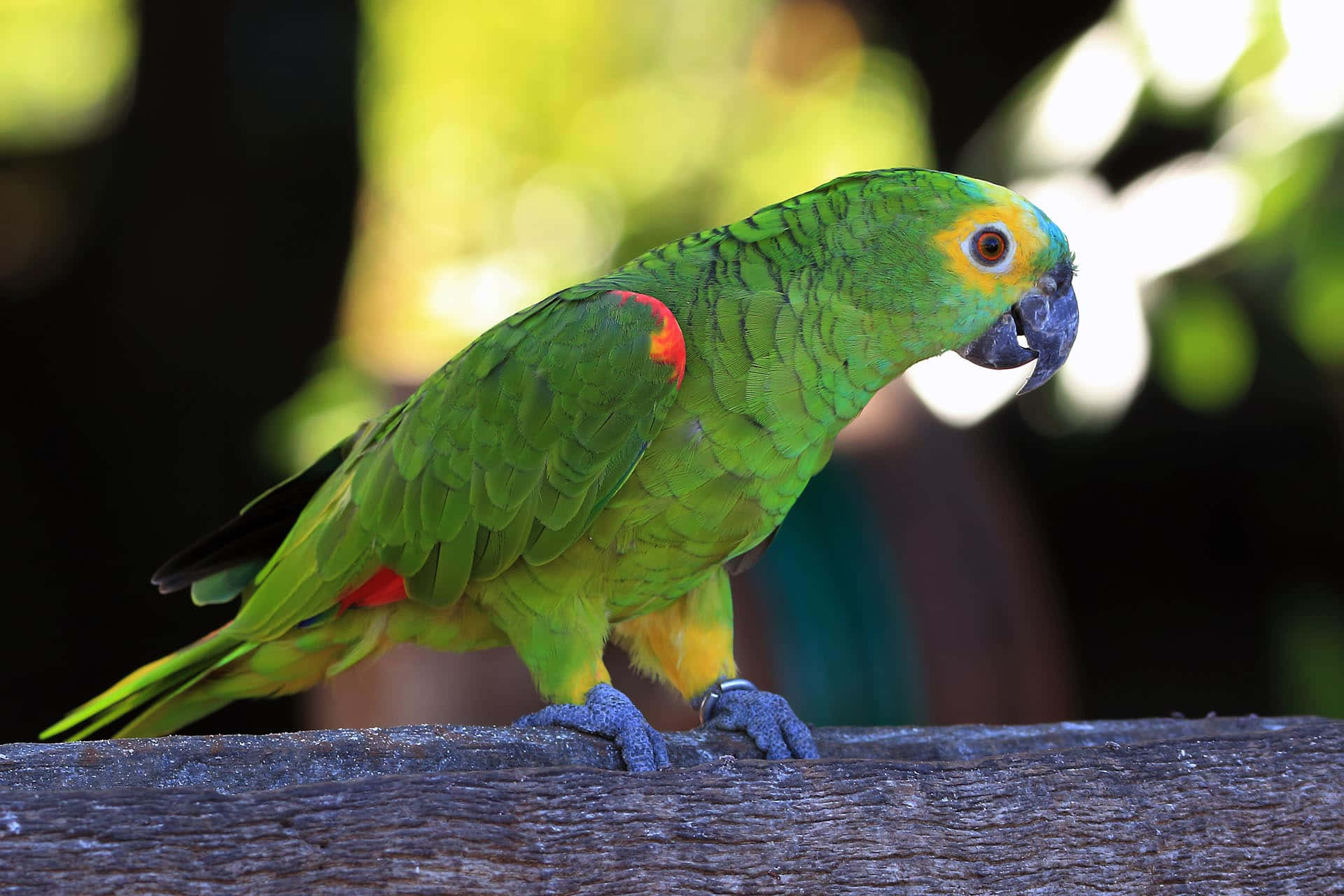 A Red and Blue Parrot Poses in a Tropical Setting