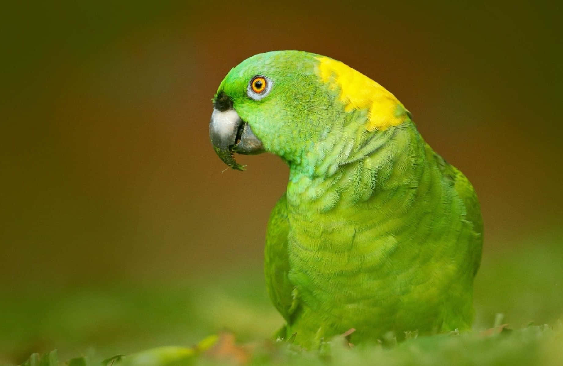A Colorful Parrot Sitting on a Branch
