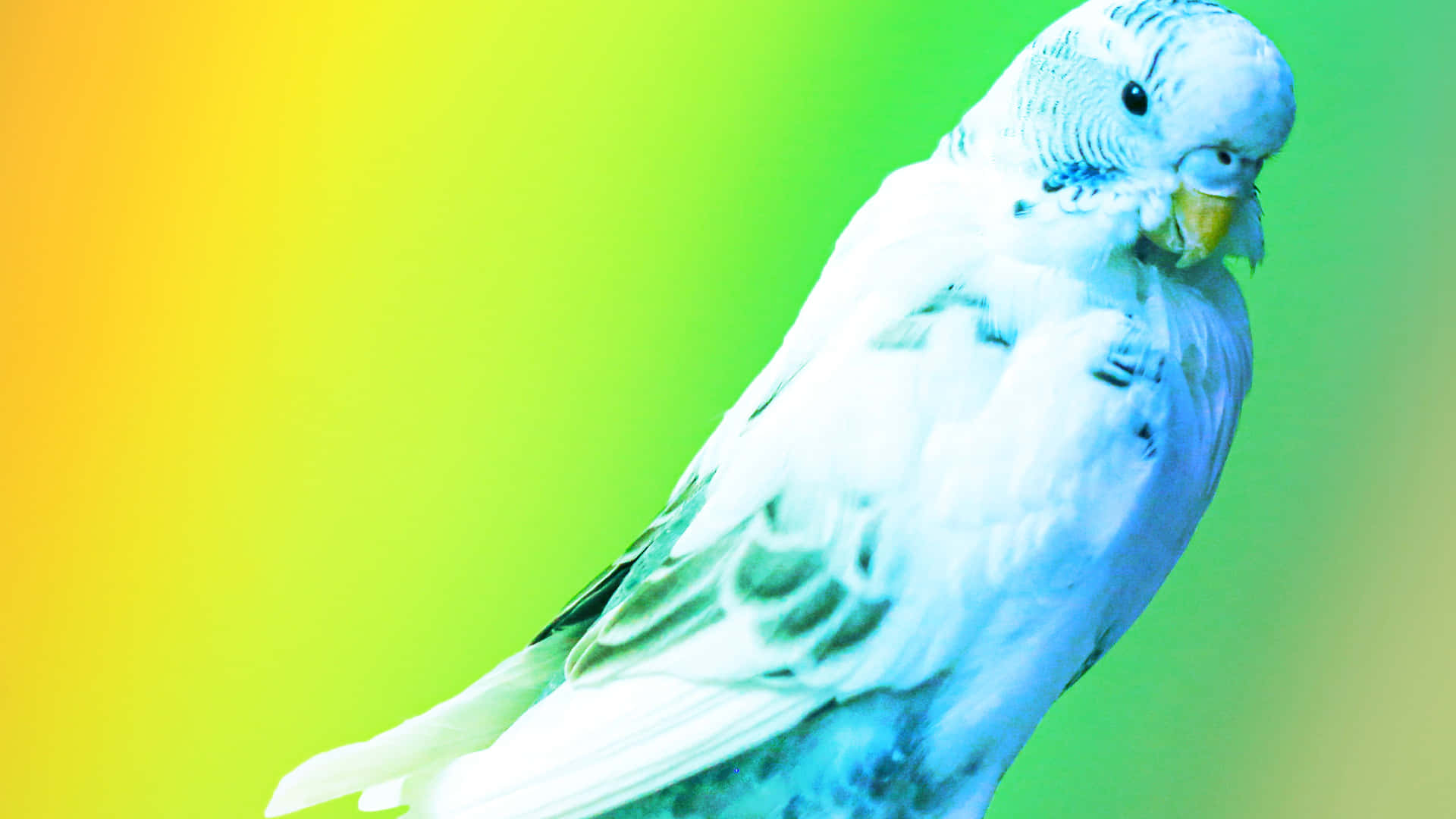 Parrot Rainbow Background Wallpaper