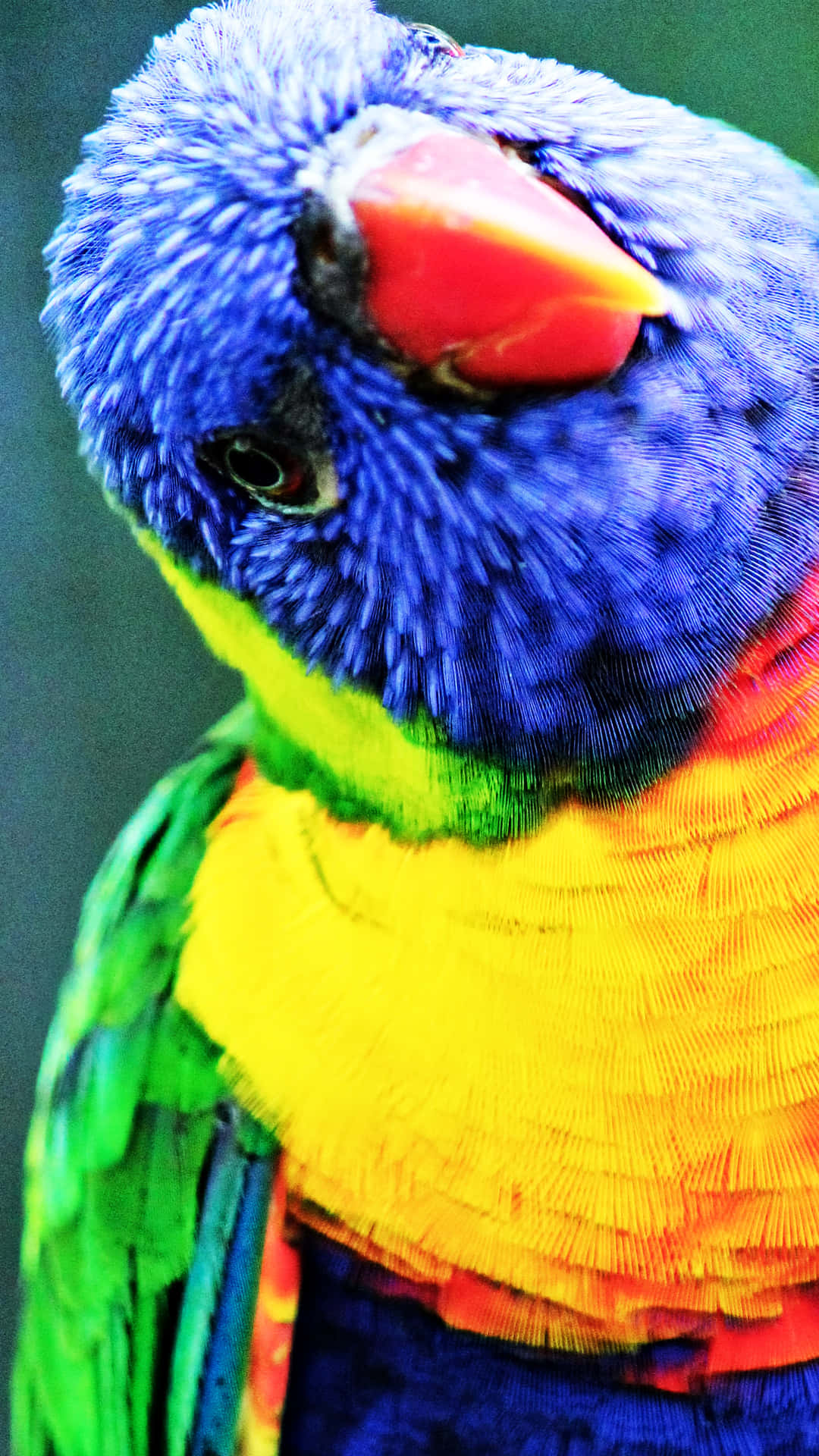 Parrot Tilting Head Wallpaper
