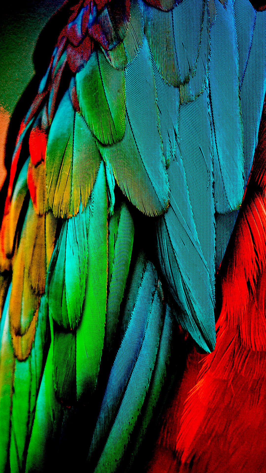 Parrot Wing Feathers Wallpaper