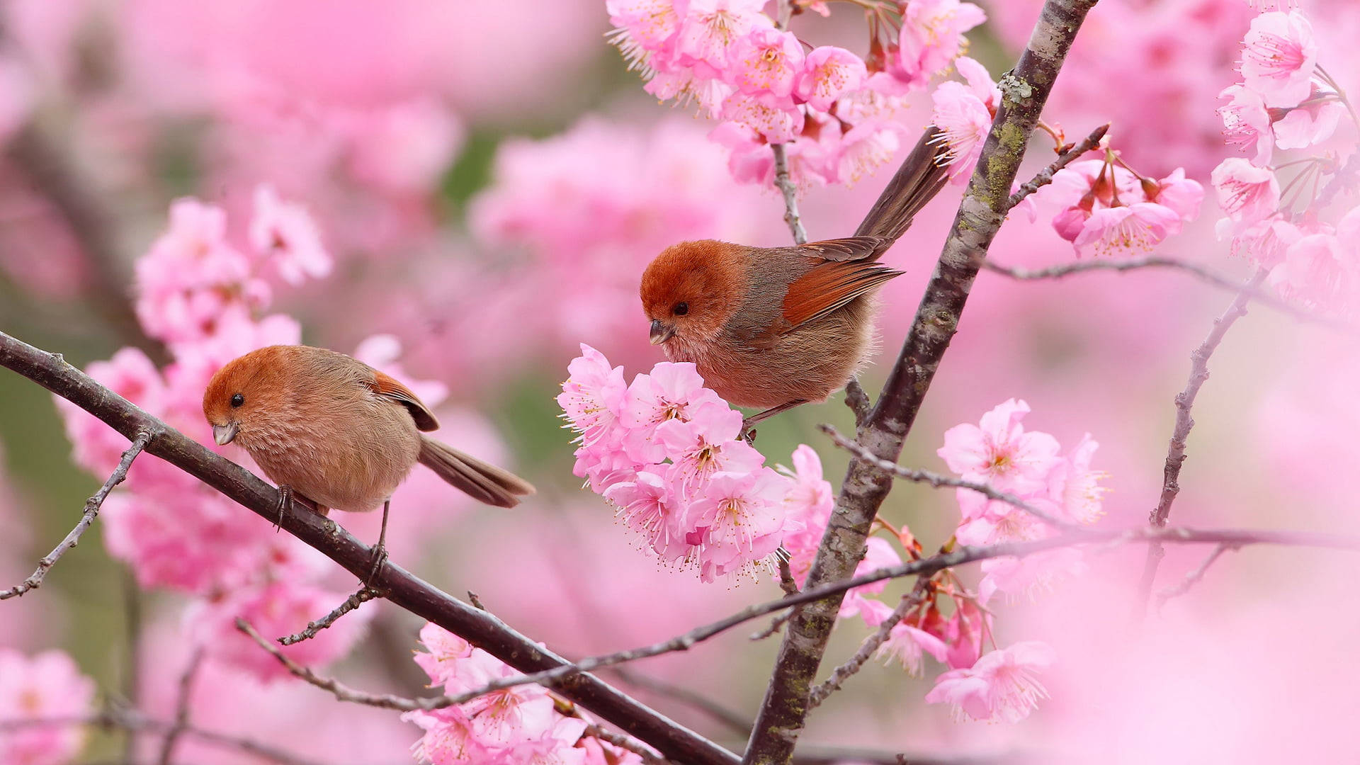 Parrotbills With Sakura Flower PC Wallpaper