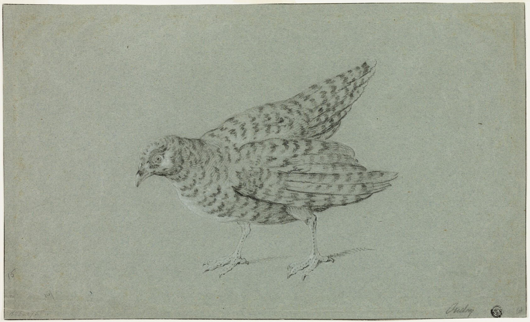 Partridge Wallpaper