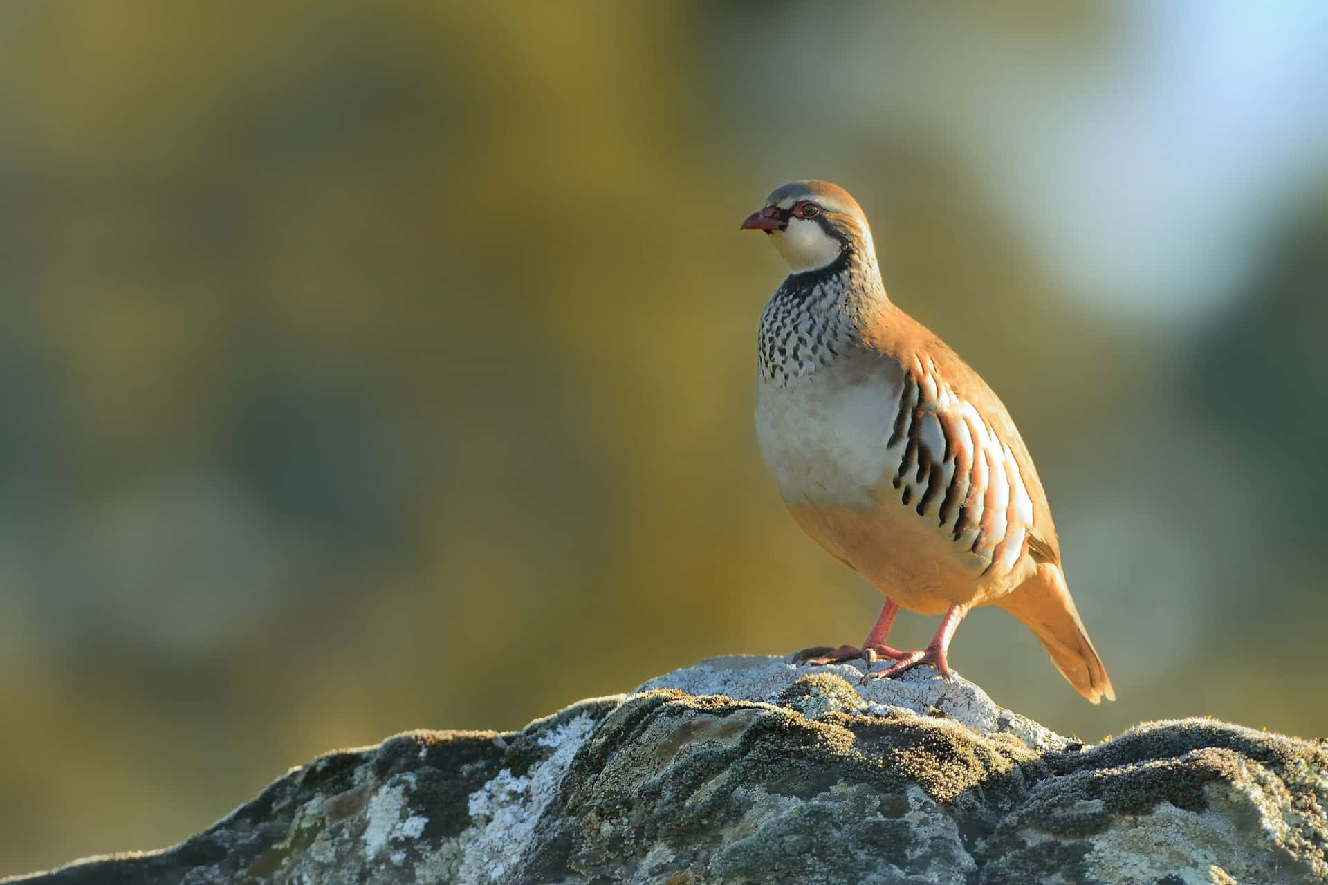 Partridgeon Rockin Golden Light Wallpaper