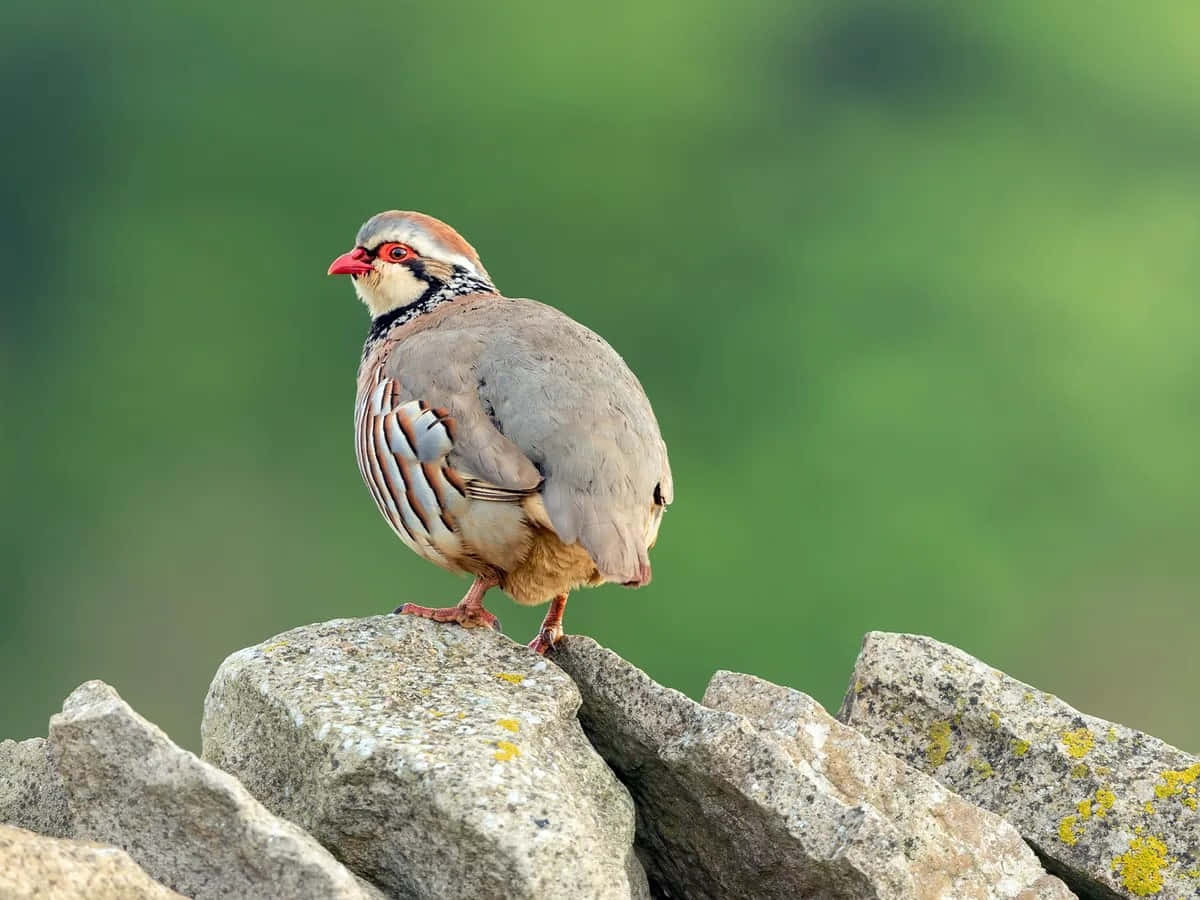 Partridgeon Rocky Outcrop Wallpaper