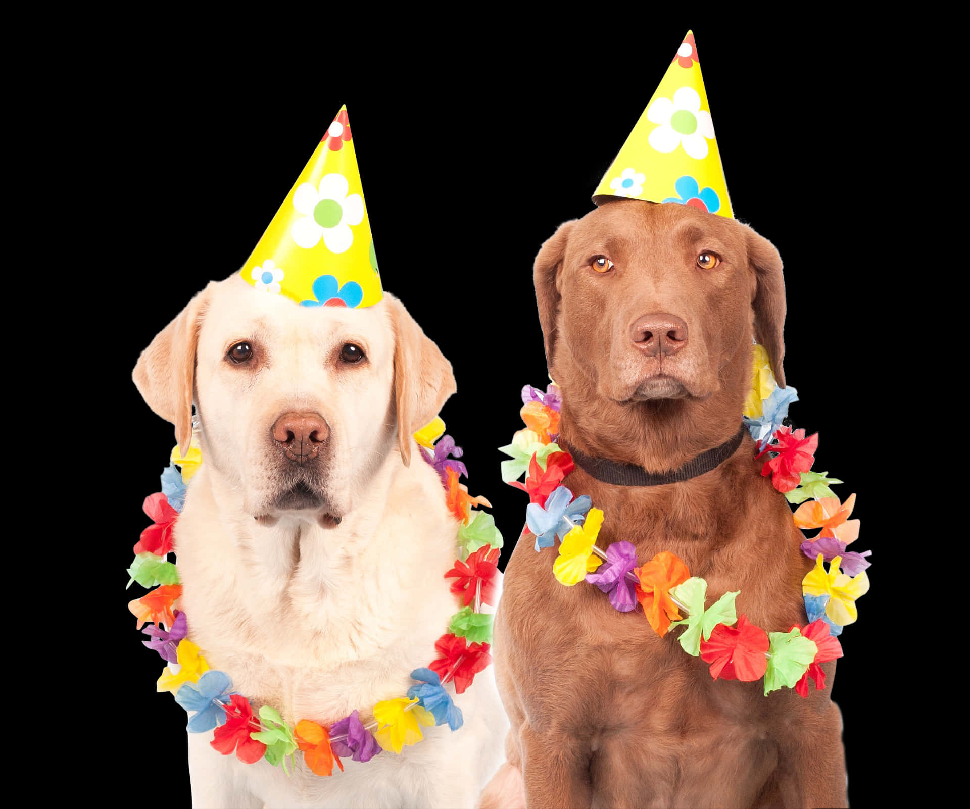 Party Dogs Celebration.jpg PNG