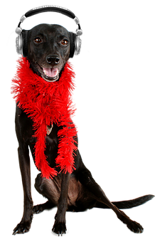 Party Dogwith Headphonesand Boa PNG