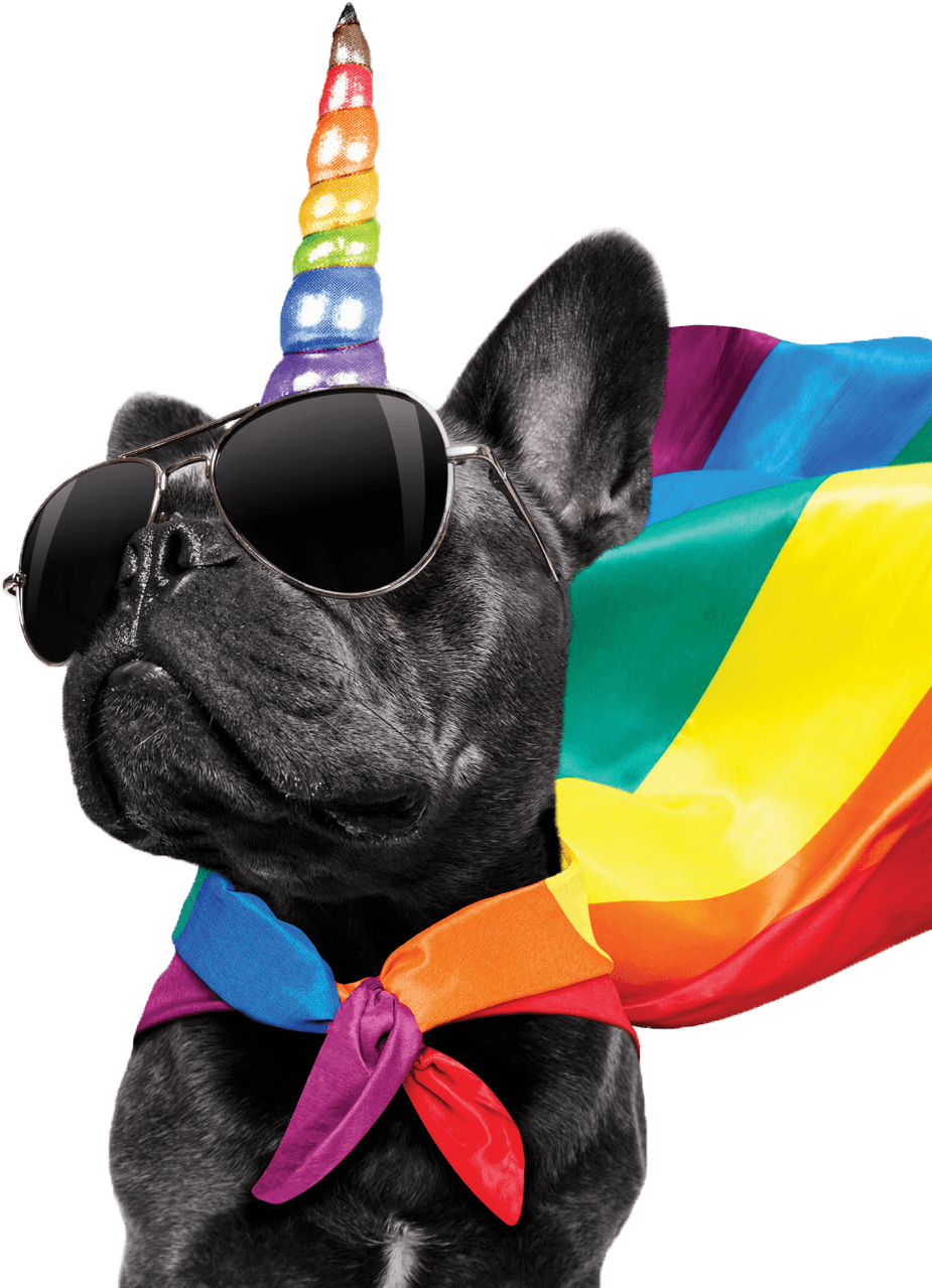 Party French Bulldog Rainbow Hat Sunglasses PNG