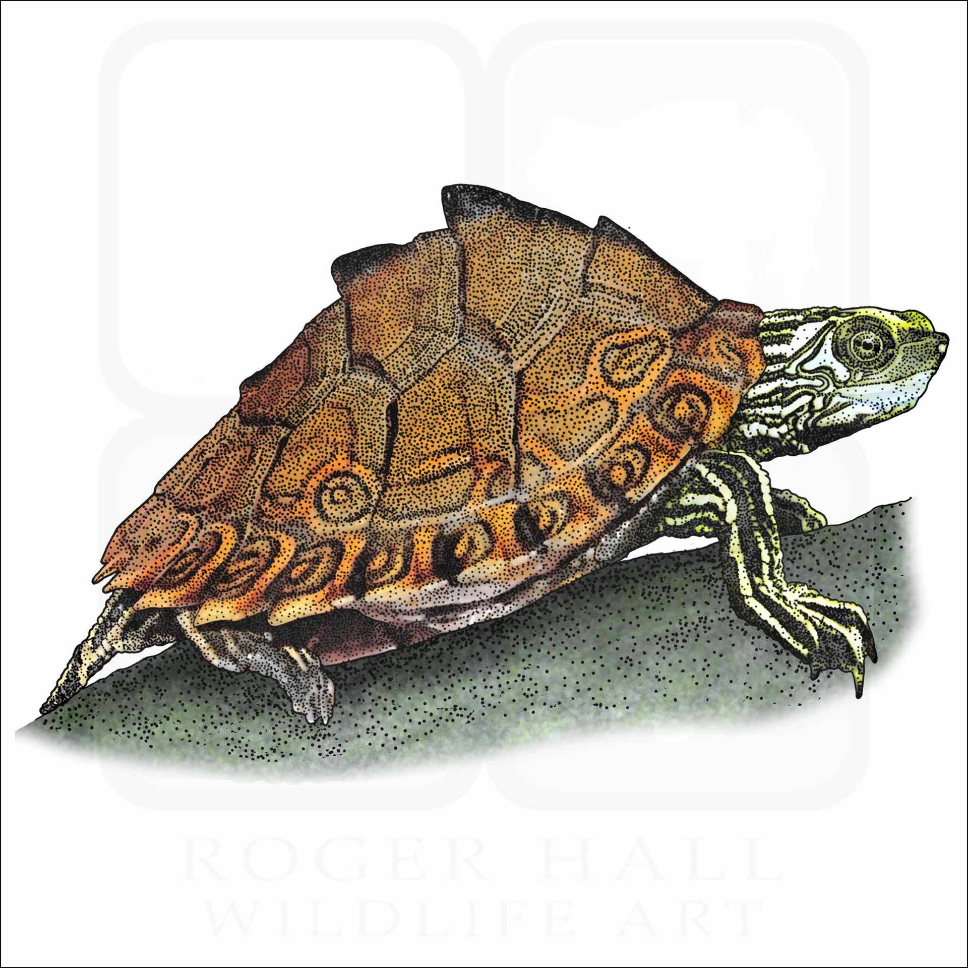 Pascagoulalandkarten-bach-schildkröten-illustration Wallpaper