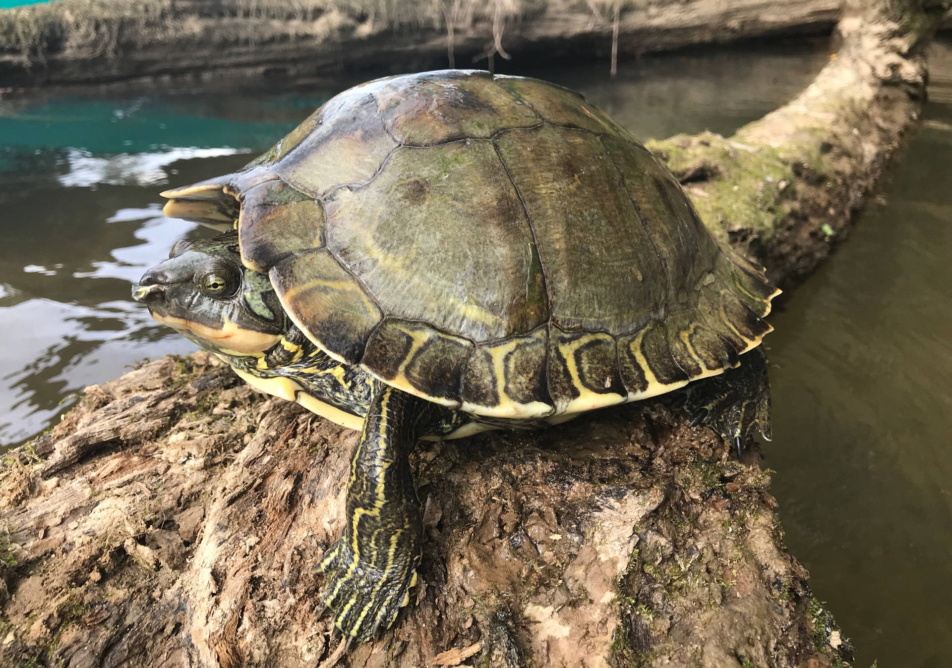 Pascagoula Map Turtle Resting On Log Wallpaper